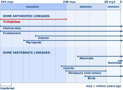 lineages